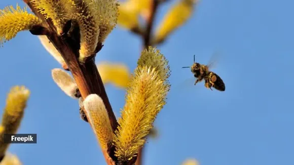 Bee sting first aid