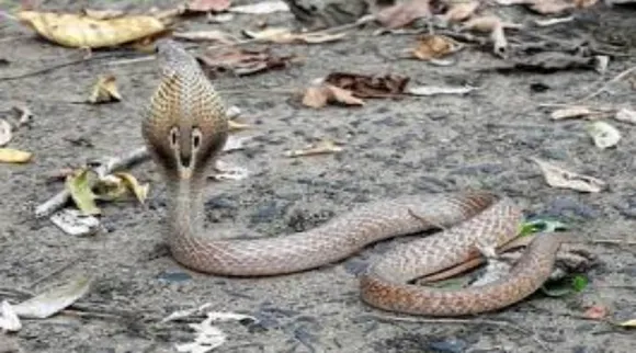 snake