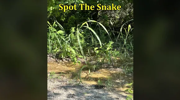 snake