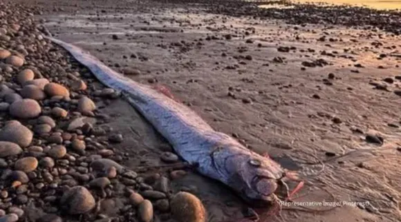 Doomsday Fish oarfish