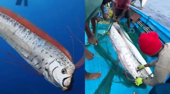 oarfish or doomsday fish