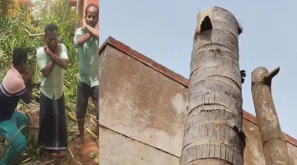 Puducherry 2 men apology to coconut mango tree for cutting Tamil News