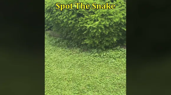 Snake B1