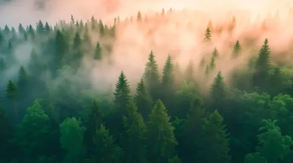 Tree-Forest-Fog-Carbon-Sequestration-Art-Concept-Illustration-777x518.webp