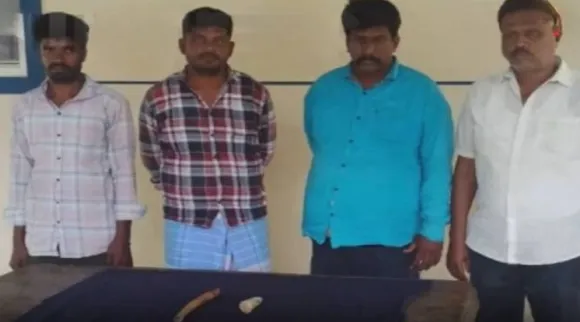 ivory seize arrest