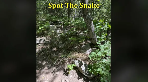 Snake PT 1