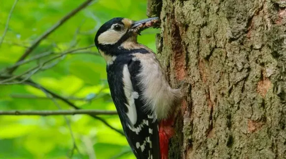 woodpeckers xy