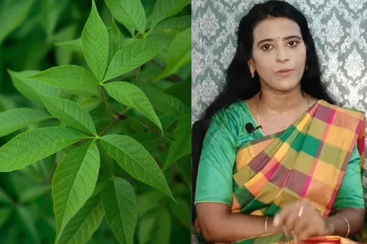 Nochi leaf for Sinusitis Dr Mythili