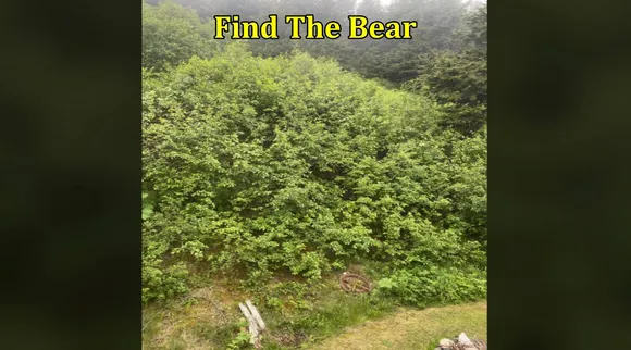 find bear 1