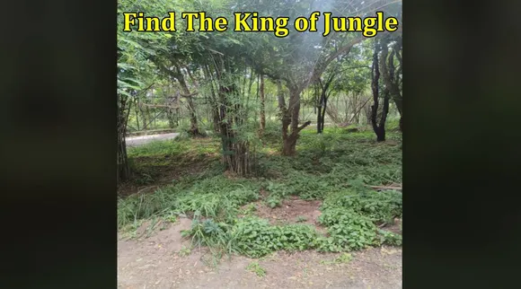 Find The King of Jungle 1