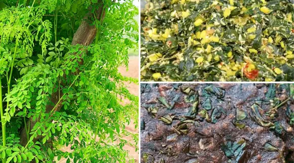 moringa leaves