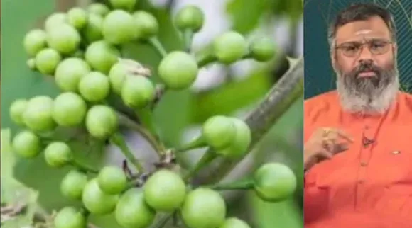 Turkey berry uses