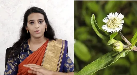 Karisalankanni oil homemade hair growth