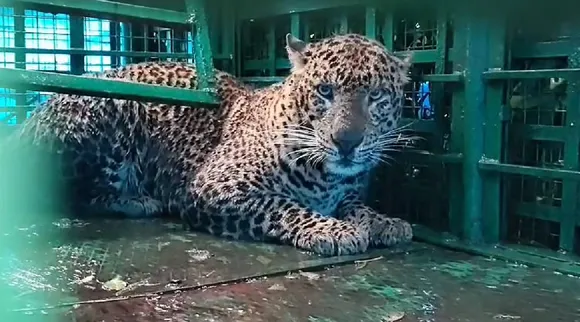 Leopard
