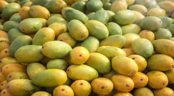 mango mango