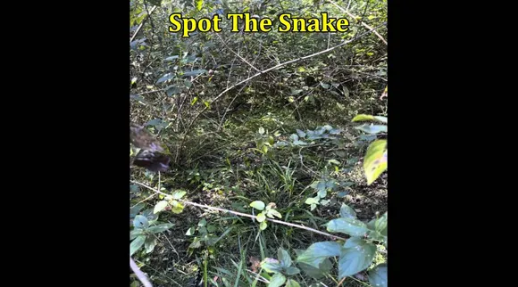 Snake in 1