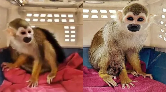 squirrel monkey