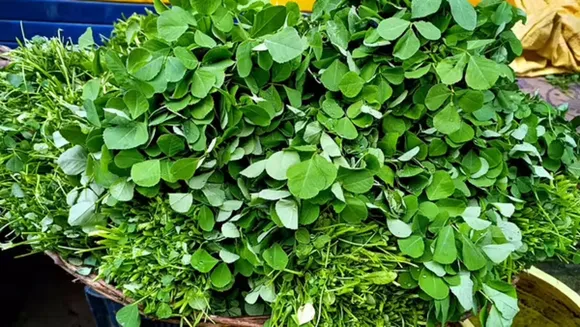 Fenugreek Spinach