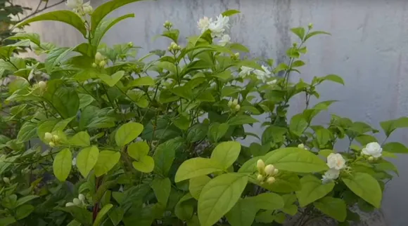 Organic Fertilizer