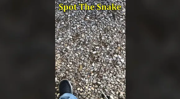 Snake among stones 1