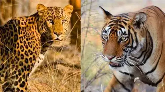 Tigers vs leopards