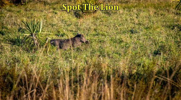 Lion bore 1