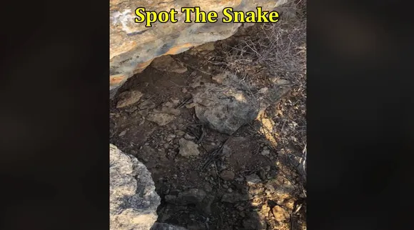 Snake rock 1