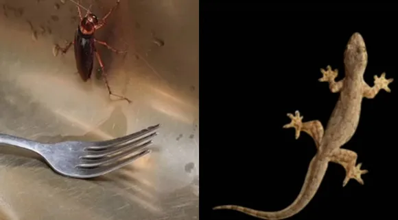 cockroach lizard xy