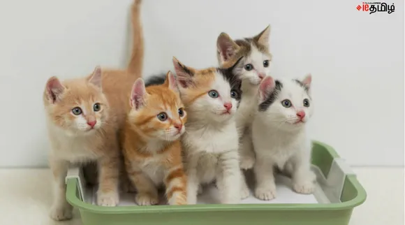Cats reduce stress
