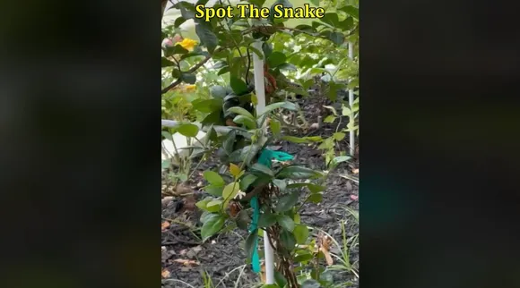 Snake in kodi 1