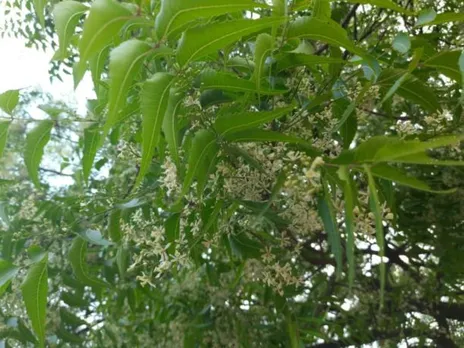 neem flower