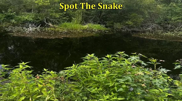 Spot The Snake Abc 1