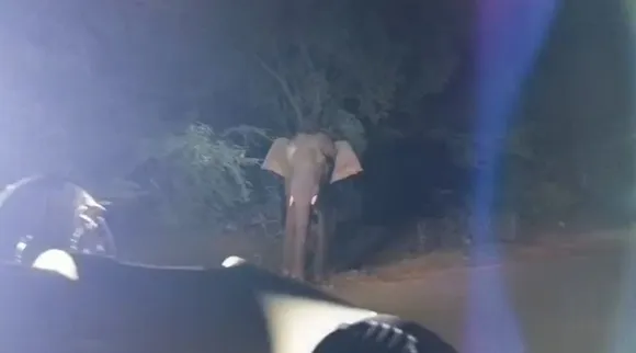 covai elephant