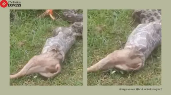 python swallows fox