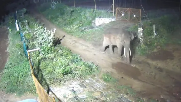 Wild elephant