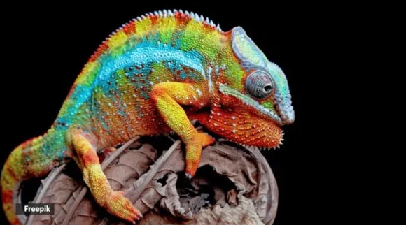 animals that change colour
