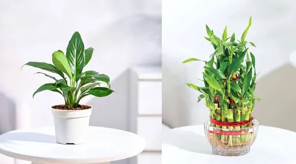 Indoor Flowers