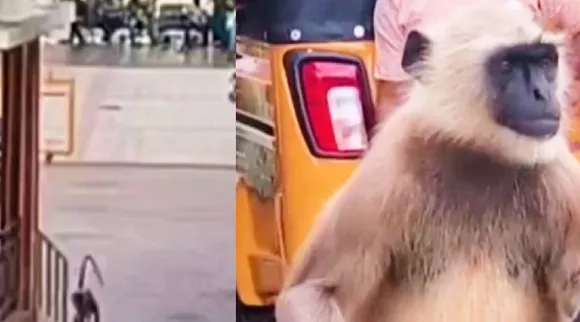 Monkey issue