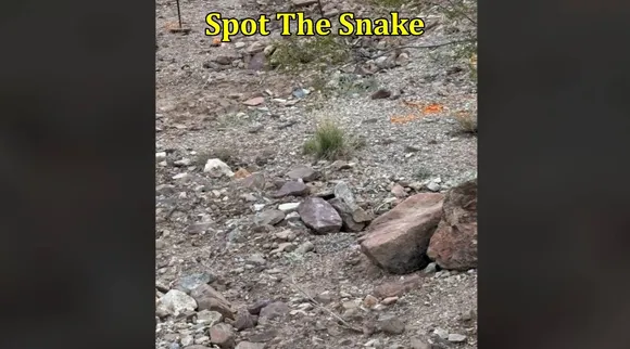 Snake picture 1
