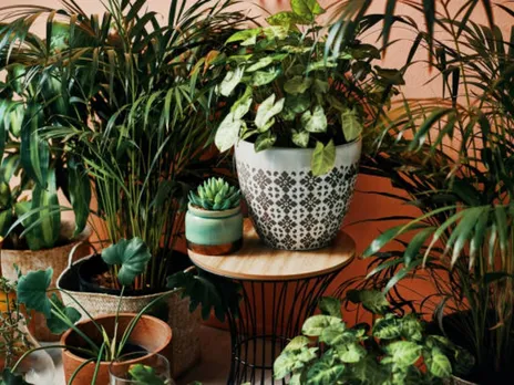 house plants