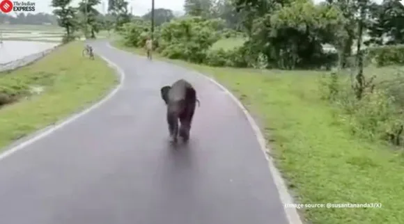 Lost elephant calf video