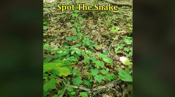Snake gar 1