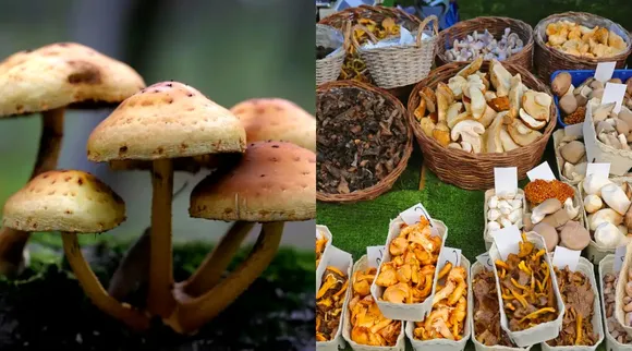 Killer Mushrooms