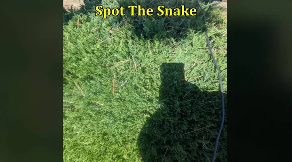 SPS serpent 1