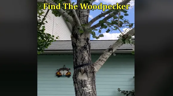 Woodpecker 1