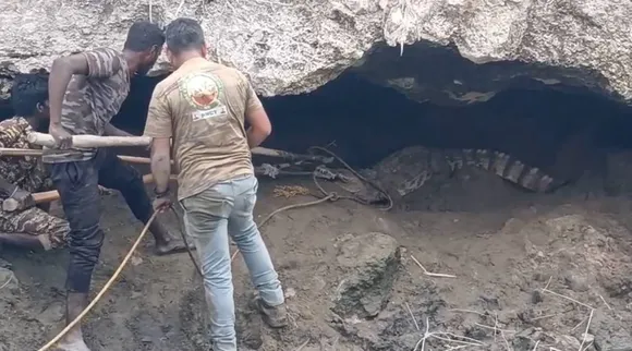 crocodile rescue 2