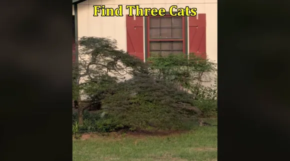 Three cat 1