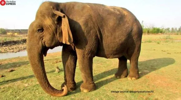 Vatsala elephant