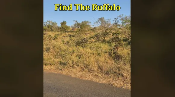 buffallo 1