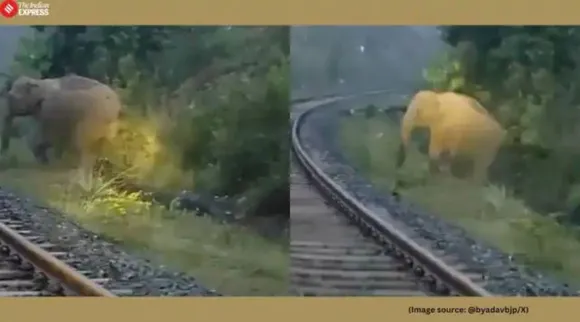 Elephant delivers calf Jharkhand tracks